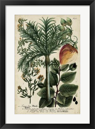 Framed Vintage Tropicals III Print