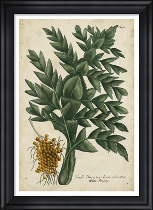 Framed Vintage Tropicals V Print