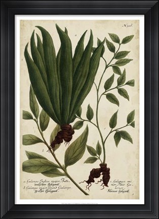 Framed Vintage Tropicals VI Print