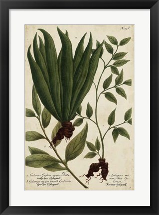 Framed Vintage Tropicals VI Print