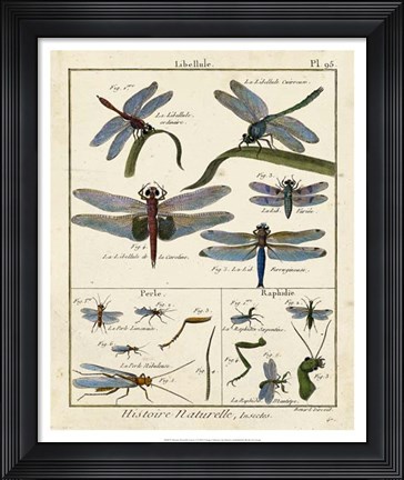 Framed Histoire Naturelle Insects I Print