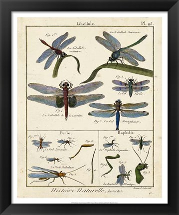 Framed Histoire Naturelle Insects I Print