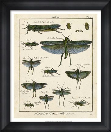 Framed Histoire Naturelle Insects II Print