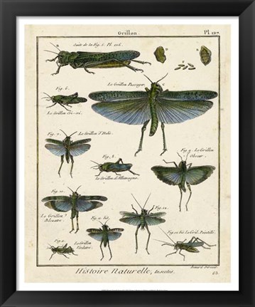 Framed Histoire Naturelle Insects II Print
