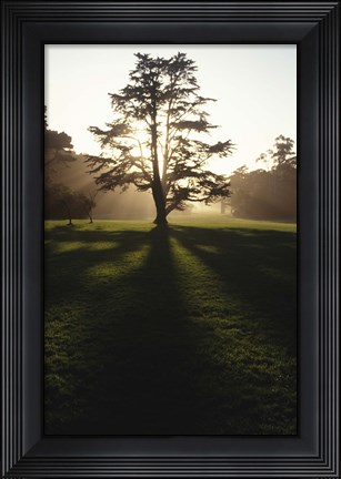 Framed Tree and Light Print
