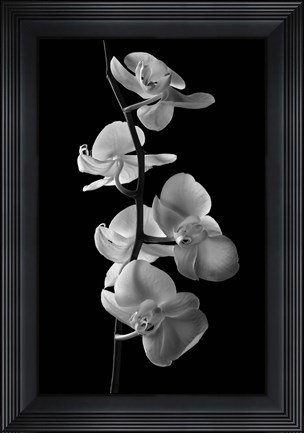 Framed Orchids 1 Print