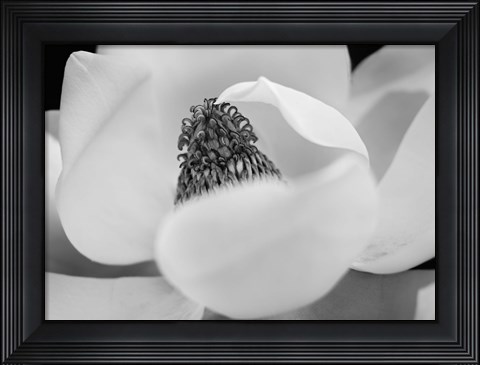 Framed Magnolia Print
