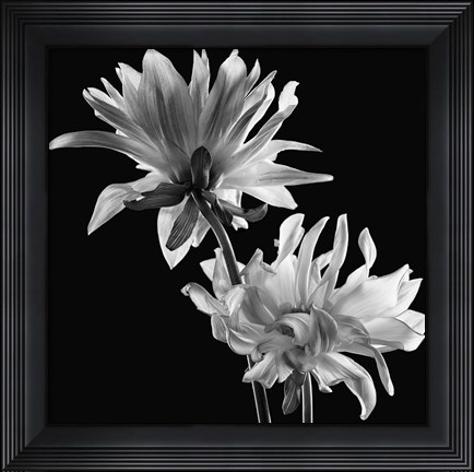 Framed Dahlia Print