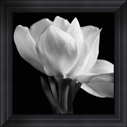 Framed Gardenia Print