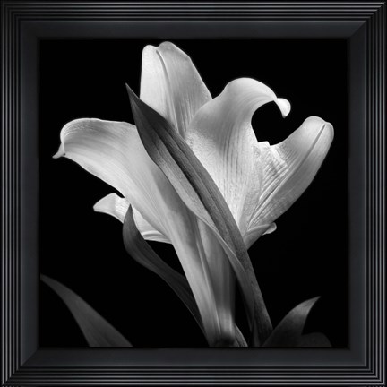 Framed Lily 2 Print
