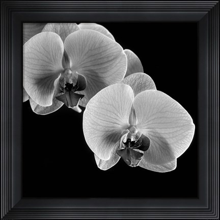 Framed Orchids Print