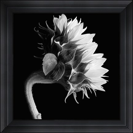 Framed Sunflower Print