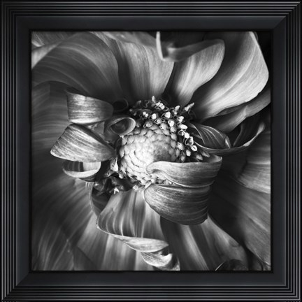 Framed Dahlia 1 Print