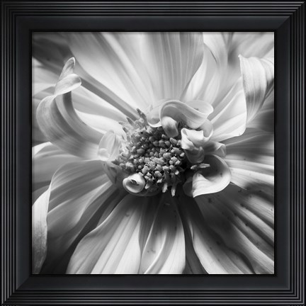 Framed Dahlia 2 Print