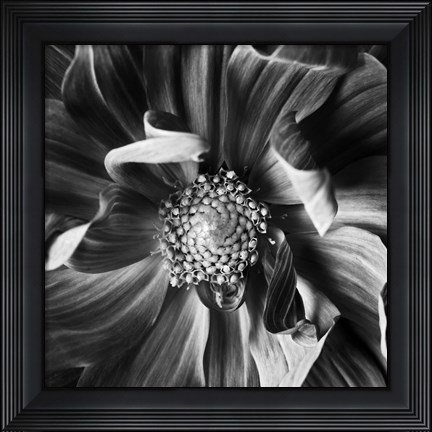 Framed Dahlia 3 Print