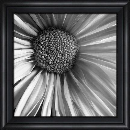Framed Daisy Print