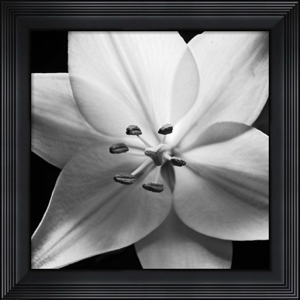 Framed White Lily Print