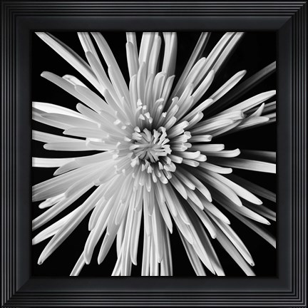Framed Spider Mum Print