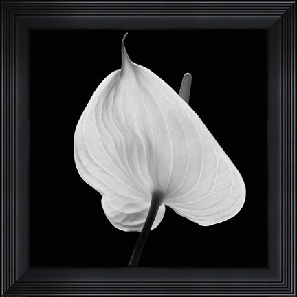 Framed Floral Tropical 1 Print