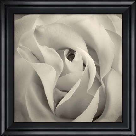 Framed White Rose Print