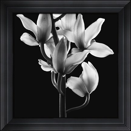 Framed Orchids 3 Print