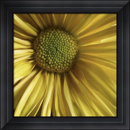 Framed Yellow Daisy Print