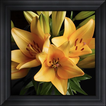 Framed Peach Delight Print