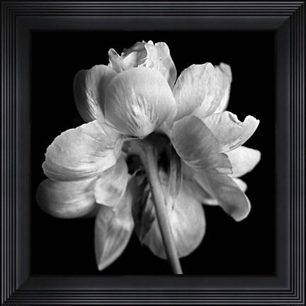 Framed Flower Black and White Print