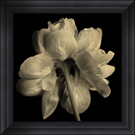 Framed Flower Sepia Print
