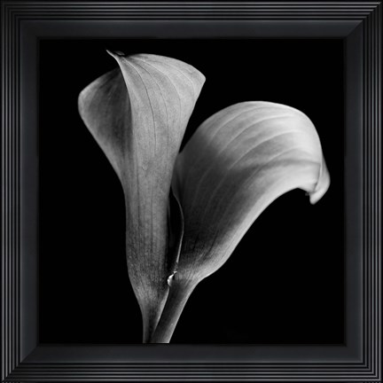 Framed Calla Lilies Black and White Print