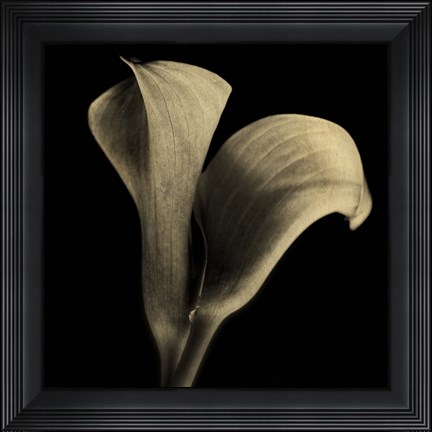 Framed Calla Lilies Sepia Print