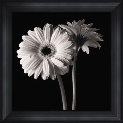 Framed Gerber Daisies 1 Print