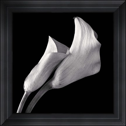 Framed Calla Lilies Print