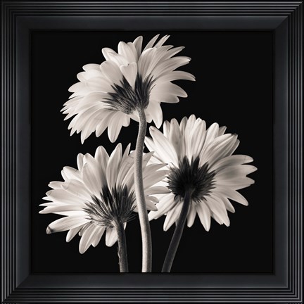 Framed Gerber Daisies 2 Print