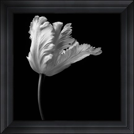 Framed Parrot Tulip Print