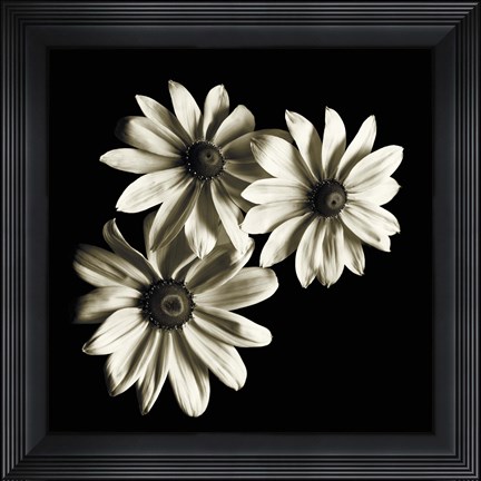 Framed Three Black-Eyed Susans Print