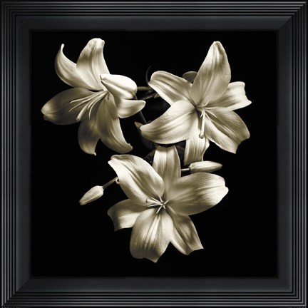 Framed Three Lilies Print