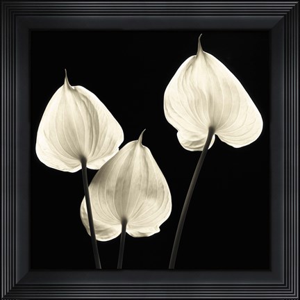 Framed Three Tropicals Print