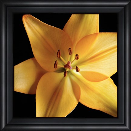 Framed Orange Delight Print