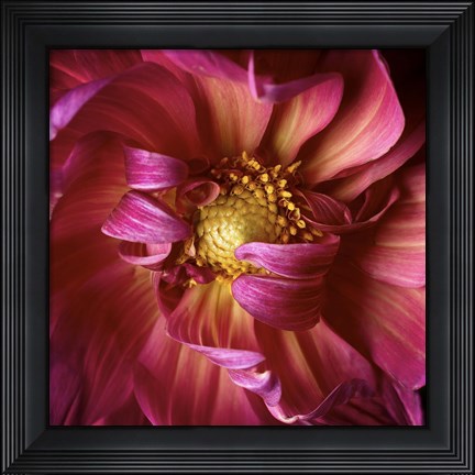 Framed Red Delight Print