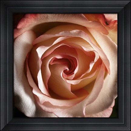 Framed Pink Delight Print