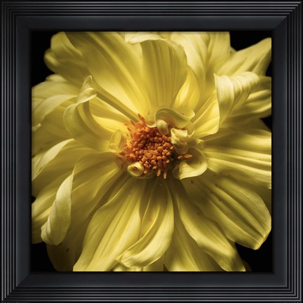 Framed Yellow Delight Print