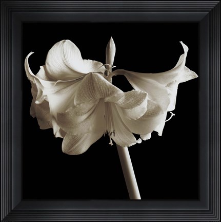 Framed Amaryllis Print