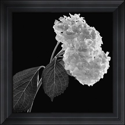 Framed Hydrangea Print
