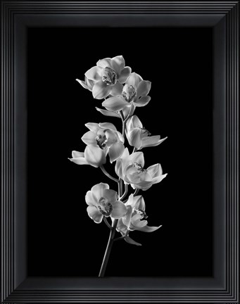 Framed Orchids 2 Print