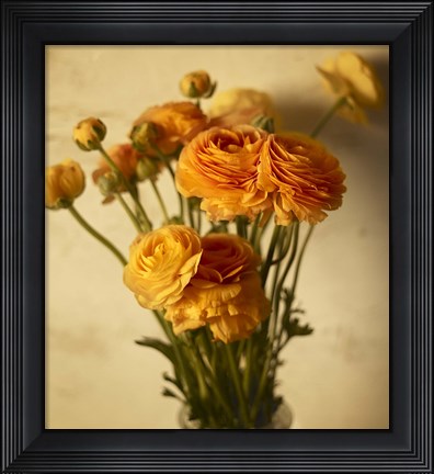 Framed Ranunculus Print