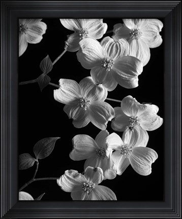 Framed Dogwood 2 Print