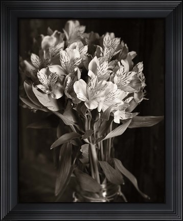 Framed Alstroemeria Print