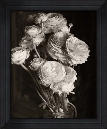 Framed Ranunculus Print