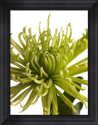 Framed Green Chrysanthemum 1 Print